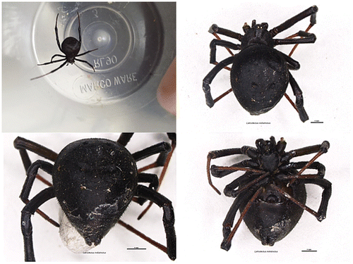 Figure 2: Dorsal and ventral images of spider: female Latrodectus indistinctus.