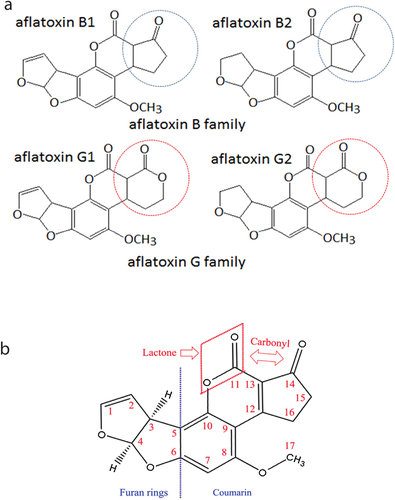 Figure 1. (a) Chemical structure of Aflatoxins of B family (B1 and B2) and G family (G1 and G2) [Citation5]. The moiety in blue or red Circle shows the difference between the two groups, and (b) Chemical structure of major functional moieties of Aflatoxins [Citation57].