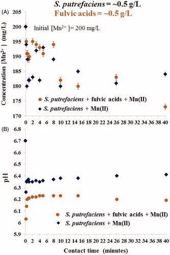 Figure 1. Short-term removal of aqueous Mn(II) by viable S. putrefaciens in absence/presence of equal concentration of fulvic acids (A) and alteration of pH in the same experimental batches (B).