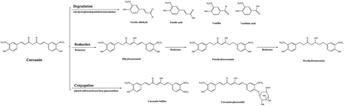 Figure 3 Curcumin degradation and metabolites.