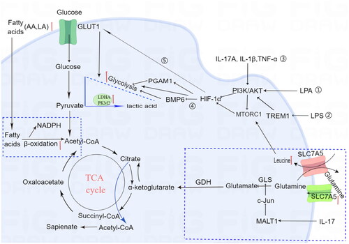 Figure 1. Altered metabolic pathways in keratinocytes for psoriasis.Glucose, fatty acids and amino acids are required for maintenance of metabolic homoeostasis and the generation of energy.Glycolysis:①LPA signaling induces PGAM1 expression via AKT/mTOR/HIF-1α pathway and increases aerobic glycolysis, contributing to keratinocyte proliferation.②LPS-induced TREM-1 increases HIF-1a expression in HaCaT cells through the PI3 K/AKT pathway③IL-1β, IL-17A, and TNF-α stimulate the mTOR pathway through the PI3K signaling pathway, resulting in enhanced proliferation of psoriatic keratinocytes④ HIF-1α-mediated BMP6 down-regulation leads to hyperproliferation⑤hypoxia-inducible factor 1α (HIF-1α) promotes glycolysis in psoriasis vulgaris by up-regulating GLUT1 expression.Glutamine metabolism: The levels of leucine and SLC7A5 are increased in the plasma of psoriatic patients. Leucine can activate the MTORC pathway, leading to excessive proliferation of keratinocytes. Additionally, IL-17A enhances GLS1 expression via the MALT1/c-Jun pathway in keratinocytes, resulting in hyperproliferation of keratinocytes.Fatty acid metabolism: Lipidomic analysis reveals significant alterations in plasma glycerophospholipid, such as LPA increased in psoriatic patients. Psoriatic lesions exhibit high levels of arachidonic acid (AA) and linoleic acid (LA), which both contribute to excessive fatty acid oxidation-induced inflammation and keratinocyte proliferation.