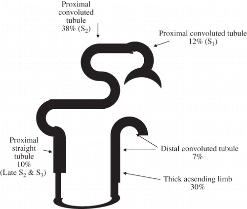Figure 1. Sodium chloride reabsorption: 97% is absorbed through the distal convoluted tubule with the remaining 2–3% reabsorbed in the collecting duct.