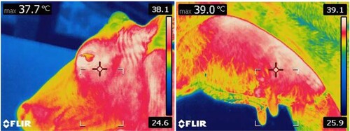 Figure 1. Infra-red thermogram of eye and udder quarter of Holstein Friesian crossbred cow.