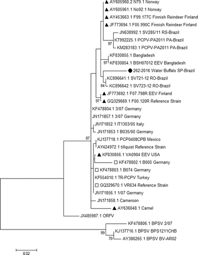 Figure 2. Phylogenetic analysis in MEGA 7.01 was reconstructed using major envelope protein (B2L) by the Tamura three-parameter nucleotide substitution model and the maximum likelihood model with 1000 bootstrap replicates. Strain 262-2016 isolated from the affected Water buffalo (Bubalus bubalis) in this study clustered with other samples from Brazil but with higher genetic distance than others in the same cluster.