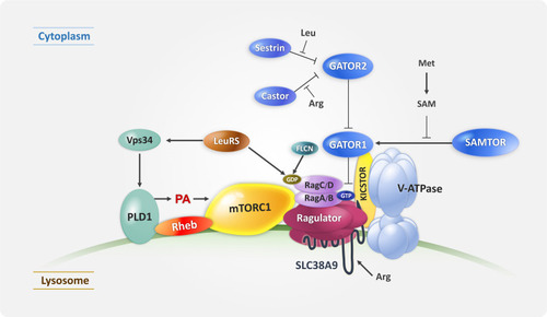 Figure 2 Diagram showing the components of mTORC1 upstream signaling on the lysosome mTORC1 is regulated by amino acid sensors and several multiprotein complexes which regulate Rag GTPases. LeuRS/Vps34/PLD1 also activates mTORC1 through PA during amino acid stimulation (see “mTORC1 Activation on the Lysosome” section).
