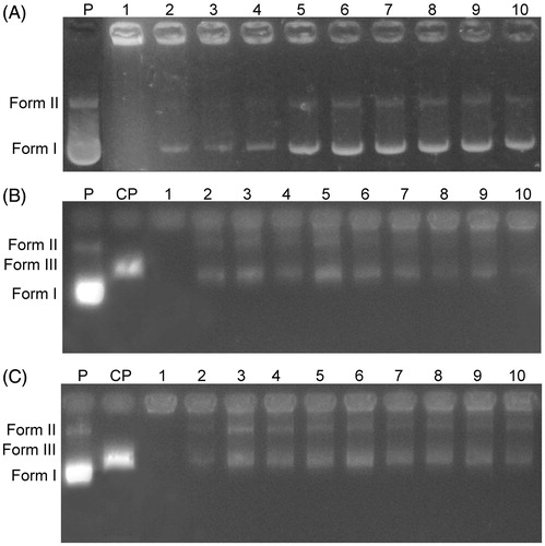 Figure 1. (A) Gel electrophoretic mobility of pBR322 plasmid DNA and different concentrations of the extract. (B) Digestion of the mixtures of pBR322 plasmid DNA and extract by BamHI. (C) Digestion of the mixtures of pBR322 plasmid DNA and extract by HindIII. (P) untreated pBR322 plasmid DNA; (CP) pBR322 plasmid DNA is linearized by BamHI or HindIII.