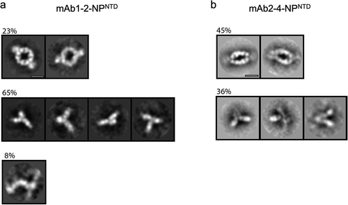 Figure 4. TEM 2D class averages highlight mAb-NPNTD pairing differences. Representative 2D class averages from NS-TEM data for mAb1-2-NPNTD (a), and mAb2-4-NPNTD (b). Scale bars are 10 nm