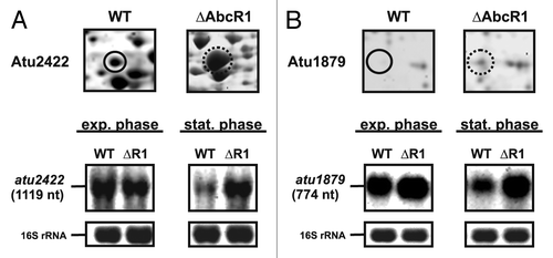 Figure 1. Identification of known AbcR1 targets by 2D-PAGE. Subsections of 2D gels showing Atu2422 (A) and Atu1879 (B) from A. tumefaciens WT (closed black circle) and ∆AbcR1 deletion mutant (dotted black circle) and northern blot analyses of atu2422 (B) and atu1879 (C) transcripts in different growth phases. The WT and the ∆AbcR1 deletion mutant (∆R1) were grown to exponential (OD600: 0.5) or stationary phase (OD600: 1.5) in YEB medium. Eight µg of total RNA were separated on 1.2% denaturing agarose gels. Ethidiumbromide-stained 16S rRNAs were used as loading control.