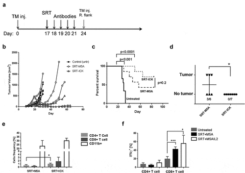 Figure 7. SRT and SRT/ICK therapy in the MC38/CEA model. (a) Study design scheme indicating tumor injections, SRT (20 Gy) and immune therapy schedule. (b) SRT-ICK combination inhibits primary MC38/CEA tumors in comparison to SRT alone (Representative experiment of 2 shown, n = 3–4 per group). (c) SRT combined with ICK results in extended survival of treated mice (summary of two experiments, n = 7–9 per group). (d) SRT-ICK completely stops implantation of secondary tumor injected on opposite, right flank (summary of two experiments, n = 6–7 per group). All but one SRT, SRT+ICK treated mice (the one that had to be terminated by day 24) were rechallenged. (e) Flow analysis of indicated immune cells infiltrating primary tumors, fractions of live cells shown (pooled, n = 3–4 per group). (f) Flow analysis of IFNγ producing tumor-infiltrating CD4+ and CD8+ T cells (pooled, n = 3–4 per group). ***p < .001; *p < .05