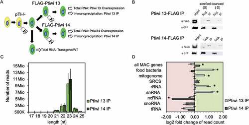 Figure 2. Analysis of sRNAs in Ptiwi immunoprecipitations. A: Experiment overview. A single cell was injected with the pTI-/- transgene. After establishment of a stable line, the cells were injected with FLAG-Ptiwi13/14 constructs, respectively (green). B: Control Western blots for the IPs using anti-FLAG Abs for Ptiwi detection and anti-GFP (Sup.-Supernatant, IP-Immunoprecipitation). Two different setups of the IPs used sonication (S) and douncing (D) for cell lysis, the latter remains MAC structure but permeabilized. C: Total read length distribution of Ptiwi IPed reads after adapter trimming. Average of reads from three IP replicates is shown. D: Relative enrichment of RNA reads in Ptiwi IPs mapping to different categories of genomic templates. Average of reads from three IP replicates was calculated, and the enrichment in reference to individual Ptiwi overexpressing lines is shown. * p-value < 0.005