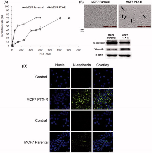 Figure 2. Acquisition of PTX resistance induces morphologic changes and specific protein changes consistent with EMT in MCF7 cells. (A) PTX-sensitivity assay in parental MCF7 and MCF7 PTX-R cells. IC50 values of parental MCF7 and MCF7 PTX-R cells were 77.7 nM and 320.7 nM, respectively. (B) Cell morphology of parental MCF7 and MCF7 PTX-R cells was observed by microscopy at ×10 magnification. The parental MCF7 cells had an epithelioid and paving stone appearance. In contrast, MCF-7 PTX-R cells (black arrows) adopted spindle-shaped or pear-like morphology and showed a decrease in cell-cell contacts. (C) The expression of EMT-related markers in parental MCF7 and MCF7 PTX-R cells. (D) MCF7 PTX-R cells exhibit increased expression of N-cadherin located in cell membrane. Immunofluorescence staining for N-cadherin was done on MCF7 PTX-R cells and parental cells. Cell nuclei were stained with DAPI.