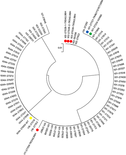 Figure 2 Phylogram based on csp gene sequences, showing the phylogenetic relationship between 81 A. fumigatus isolates. cyp51A mutations of azole non-susceptible or non-wild type isolates are given after CSP types. “WT” denotes voriconazole-intermediate isolate with unaltered cyp51A sequence.