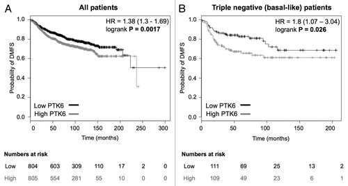 Figure 4. High PTK6 expression is associated with decreased distant metastasis-free survival in breast cancer patients. (A and B) Kaplan–Meier curves depicting the effect of PTK6 expression in distant metastasis-free survival (DMFS) in 1609 breast cancer patients (A) and a subset of 220 triple negative (basal-like) patients (B). Kaplan–Meier curves were generated using the KMplot online tool. Median expression was used as a cut-off for grouping into low (black) or high (gray) PTK6 expression. HR, Hazard ratio