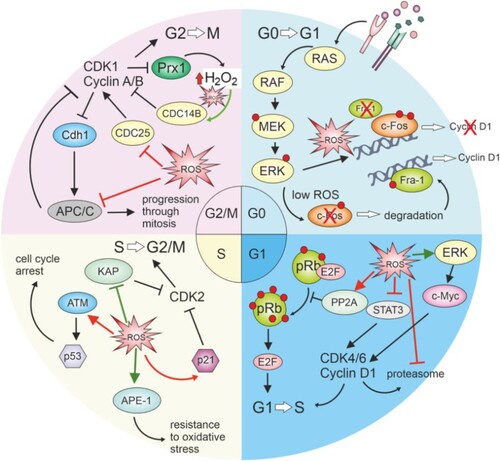 Figure 4. Redox-mediated regulation of cell cycle phases.Increased ROS during the transition from G0 to G1 signaling can cause continuous ERK signaling and halt c-fos degradation, subsequently preventing the access of the transcription factor Fra-1 to chromatin, which is necessary for the transcription of cyclin D. In the G1 phase, ROS can cause the cell to halt the cycle due to the inhibition of pRB hyperphosphorylation, which, in this state, will not allow the release of E2F transcription factors necessary for progression to the S phase. ROS can affect the signaling function of STAT3 and inhibit cycle progression. ROS was suggested to prevent the breakdown of cyclin D by inhibiting the proteasome. However, positive effects have also been described, where ROS mediate c-myc activation through ERK signaling and upregulation of cyclin D. In the S phase, ROS can contribute to cellular resistance to oxidative stress through APE-1 and enhancing the repair capacity of the cell, while also mediating passage through the S phase by inhibiting KAP, thus enabling phosphorylation of Cdk2. During the S phase, ROS can also contribute to the cell's decision to stop or exit the cell cycle by damaging cell structures and activating the checkpoint through ATM and p53, or they can activate p21, which subsequently inhibits the activity of CDK2. In the G2/M phase, ROS exert an inhibitory effect on CDC25 and APC/C, preventing mitosis progression. Still, it is assumed that a lower amount of ROS is necessary for the inhibition of CDC14B, which subsequently leads to the activation of APC. Pathways indicated in red color show the inhibitory effect of ROS on cell cycle progression, while green lines represent pathways supporting its progression.