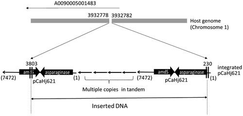 Figure 4. Identified inserted locus of pCaHj621 and structure of integrated plasmid.The breakpoints at host genome and the edges of insert are shown with the position numbers from the references. Deletion of three bases was observed at the inserted locus on the host genome. One of the edges of integrated plasmid at 230 was in the promoter region of the expression cassette for asparaginase. Another edge at 3803 was in the middle of marker gene, amdS. As at least one functional set of expression plasmid is necessary, it was predicted that the expression plasmid pCaHj621 was integrated as multiple copies in tandem form. Southern blotting analysis revealed that the strain carried 8 copies of pCaHj621.