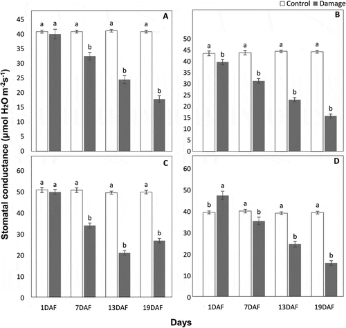 Figure 3. Stomatal conductance (μmol H2O m−2 s−1) (means ± SE) of damaged leaves due to feeding of Phyllocnisits citrella larvae in comparison with control leaves of Kinnow (a), Fairchild (b), Grapefruit (c), and seedless Kinnow (d) cultivars at different post-feeding periods; means sharing similar letters are not significantly different at P > .05. DAF = day after feeding