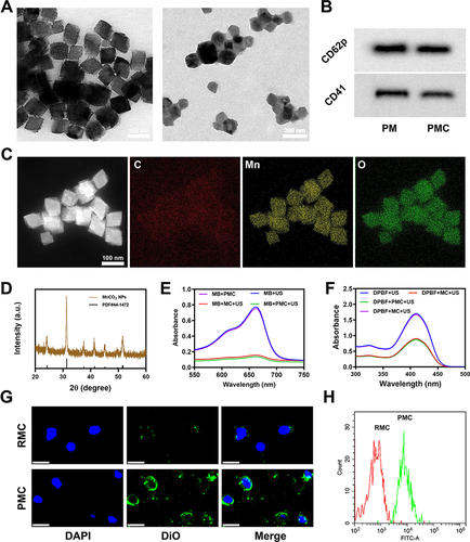 Figure 1 Characterization of PMC. (A) TEM image of MnCO3 and PMC NPs. (B) PM markers, including CD41 and CD62p, were detected using Western blotting. (C) HAADF-STEM image and the corresponding elemental mapping images of PMC. (D) The XRD patterns of PMC. (E) The degradation of MB caused by the generation of OH with different groups. (F) DPBF was used to detect 1O2 generation in different groups. (G) CLSM images of 4T1 CSC incubated with DiO labelled RMC or PMC for 1 h. Blue: DAPI; Green: DiO. Scale bars: 20 μm. (H) DiO fluorescence intensity of 4T1 CSC after incubated with indicated nanoparticles.
