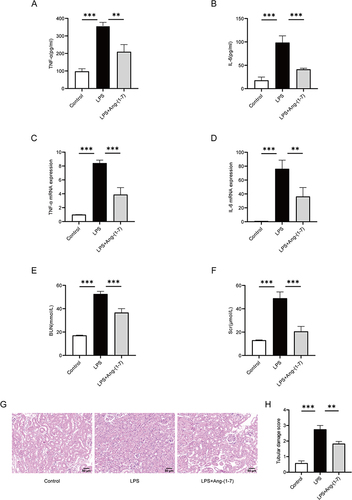 Figure 4 Ang-(1-7) inhibited the secretion of inflammatory factors in LPS-induced septic mice, and alleviated renal damage. (A and B) Levels of TNF-α and IL-6 in mouse serum were measured using the ELISA method. (C and D) Levels of TNF-α and IL-6 mRNA in mouse renal tissues were determined using qRT-PCR method. (E and F) Measurement of BUN and Scr levels in mice. (G) Representative images of renal tissues stained with HE (×200, scale bar: 50 μm). (H) Semi-quantitative scoring of renal tubular damage, based on the following criteria: 0, normal; 1, damage <25% of the area; 2, damage 25–50% of the area; 3, damage 50–75% of the area; and 4, damage >75% of the area. Error bars indicated the mean ± SD for three separate experiments, **p < 0.01, ***p < 0.001.