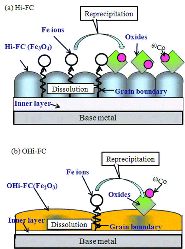 Figure 6 The illustrations of the deposition of 60Co on the surface of the (a) Hi-FC and (b) the OHi-FC