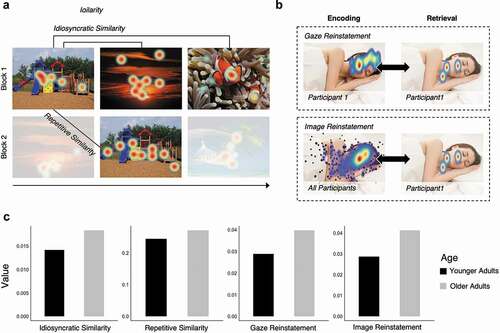 Figure 3. Visualization of the eye movement similarity analyses. (a) Idiosyncratic similarity captures the similarity between the eye movements of a single participant viewing different images. Repetitive similarity captures the similarity between the eye movements of a single participant viewing the same image over repetitions. (b) Gaze reinstatement captures the similarity between the eye movements of a single participant encoding and retrieving the same or similar (i.e., lure) image. Image reinstatement captures the similarity between the eye movements of a single participant retrieving an image to a gaze template generated from the eye movements of all participants encoding the same or similar (i.e., lure) image. (c) Age differences in similarity and reinstatement measures; older adults showed significantly higher repetitive similarity and image reinstatement. Idiosyncratic similarity and gaze reinstatement were numerically higher in older versus younger adults, but were not significantly different (figure adapted from data presented in Wynn, Buchsbaum et al., Citation2021).