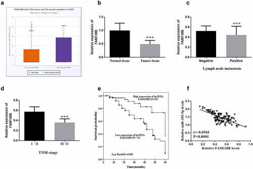 Figure 5. The expression of FAM138B in NSCLC tissues and the survival analysis of patients with high or low expression of FAM138B by Kaplan-Meier method. (a) the expression of FAM138B was significantly reduced in LUAD samples compared to normal samples provided by the starbase database. (b) the expression of FAM138B decreased in NSCLC tissues compared to normal tissues. (c) Lymph node metastasis was associated with low expression of FAM138B. (d) the expression of FAM138B in NSCLC patients with TNM stage (III-IV) was lower than that in stage I-II. (e) Within five years, the survival probability of NSCLC patients with high expression of FAM138B was higher than that of low expression of FAM138B (log-rank P = 0.001). (f) the expression of FAM138B and miR-105-5p was negatively correlated (r = −0.6916, P <0.0001). ***P <0.001. Data were analyzed by Student’s t-test. The correlation coefficient was determined using Pearson correlation. Survival analysis was performed using the log-rank test.