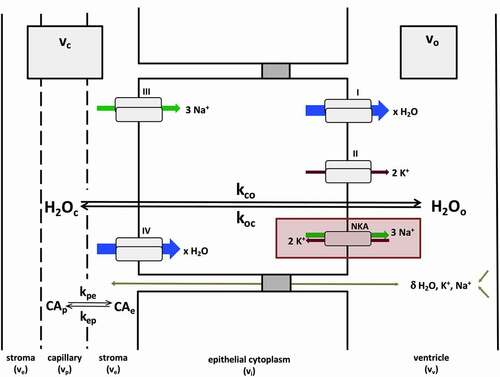 Figure 2. General mechanisms of CP steady-state water exchange. Most water flux at the CP (shown here with unidirectional rate constants kco and koc) is synchronized to the kinetics of NKA-dependent exchange of Na+ and K+ ions at the apical cell membrane (red rectangle). Pathways I–IV describe secondary active processes contributing to water, Na+ and K+ transport (blue, green and brown arrows, respectively) into or out of the cell. These include, but are not limited to, substrate (e.g., Na+, K+, Cl−, glucose) coupled co-transport of water at the apical (i) and basolateral (IV) membranes, potassium channels (II), some of which are voltage-gated (KCC4, Kv1.1, Kv1.4, Kir7.1), and Na+-coupled bicarbonate transporters (III) (e.g., NCBE, NBCe2).Citation8 The arrow size of pathways I–IV is meant to convey the relative contribution of each to the overall flux, but is not quantitatively to scale. Paracellular transport, via claudin-2 pores or ependymal drainage of interstitial fluid, also contributes to water and ion fluxes, but likely represents a relatively minor contribution.Citation6 These routes (olive arrow) are indicated with a δ.