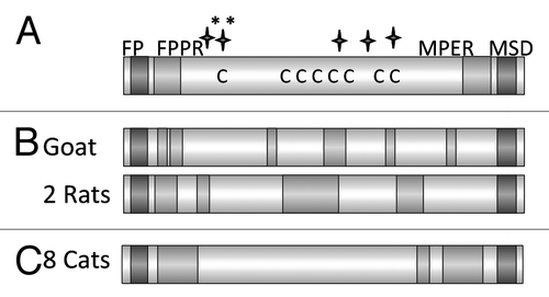 Figure 8. (A) Schematic presentation of the main domains of the TM protein of the feline foamy virus (FFV). Abbreviations see Figure 6. C marks the cysteine residues, long stars the N glycosylation sites, long stars marked with * the potential N glycosylation sites. (B) Localization of the epitopes recognized by the immune sera induced by immunisation with the TM protein of FFV. Sera from one goat, and two rats which were immunised with the TM protein produced in bacteria were analyzed. (C) Localization of the epitopes recognized by the sera from 8 cats naturally infected by FFV.