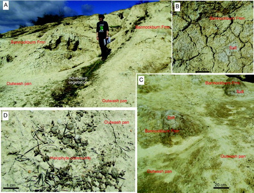 Figure 6. Setting for halophyte habitats on post-mining outwash pans below an actively eroding Bannockburn Formation mudstone outcrop exposed by mining. A, View of mudstone outcrop (top), with proximal outwash pans in the foreground. B, Close-up view of disaggregating Bannockburn Formation outcrop with mud cracks and temporarily well-developed salt encrustations formed after a spring rain event. C, Oblique view of proximal outwash pans with active water channels (pale) below salty Bannockburn Formation outcrops. D, Halophyte community (Atriplex buchananii; Puccinellia raroflorens) on outwash pan.