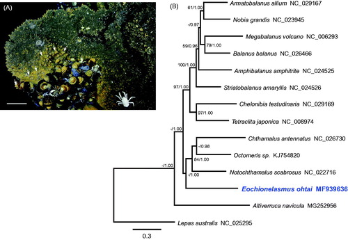 Figure 1. (A) Photograph of the sampling site in the North Fiji Basin where Eochionelasmus ohtai was collected. Arrows indicate E. ohtai individuals. Scale bar = 10 cm. (B) Phylogenetic tree of E. ohtai and related barnacles based on 13 protein-coding genes from mitogenomes. The model GTR + I+G was selected as the best evolutionary model using jModelTest 2.1.4. Numbers on internodes are the maximum likelihood bootstrap proportions (left) and Bayesian posterior probabilities (right). ‘–’ indicates bootstrap values of less than 50%.