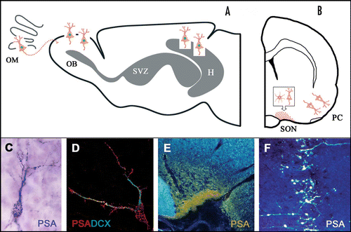 Figure 1 Highly sialylated Neural Cell Adhesion Molecule (PSA-NCAM) in adult brain cell populations involved in different types of synaptic plasticity. Top: diagrammatic representation of sagittal (A) and coronal (B) views of the rat brain showing areas containing cells enriched in PSA-NCAM. In grey, neurogenic sites. H, hippocampus; OB, olfactory bulb; OM, olfactory mucosa; PC, piriform cortex; SON, supraoptic nucleus; SVZ, subventricular zone. Bottom: Immunoreactions for polysialic acid (PSA) reveal highly immunopositive neurons (C, D and F) in restricted areas known to undergo plasticity, like the olfactory bulb (C), hippocampus (D) and the piriform cortex (F). In neuroendocrine centers like the SON (E), a strong reaction fills the neuropile and is due to immunoreaction on neuronal and glial (astrocytic) processes. Note that newly generated (top, green nuclei) and non-newly generated cells (top, unstained nuclei) display a typical punctate reaction on their cell membrane (see also C and D). DCX, doublecortin.