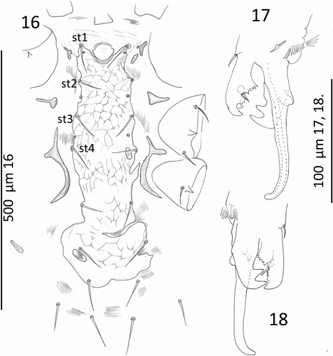 Figures 16–18  Mumulaelaps ammochostos sp. n. Male. 16, Ventral view of sterniventral shield with asymmetry and islands of striate cuticle within the shield. 17, Chelicera and spermatodactyl, axial view. 18, Chelicerae and spermatodactyl, antaxial view. Idiosomal setal names follow Lindquist & Evans (Citation1965).