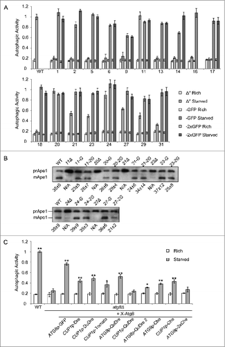 Figure 1. Functionality of GFP and RFP constructs. (A) Functionality of GFP and 2xGFP chimeras in nonselective autophagy. The autophagic activities of the indicated strains were measured by the Pho8Δ60 assay. As only ATG genes are concerned, “ATG” was omitted in the labels for simplicity. Δ*, ATG gene knockouts (*: except for the WT group). -GFP and -2xGFP: GFP and 2xGFP tagged strains for the indicated ATG gene. Rich: cells cultured in YPD medium. Starved, cells starved in SD-N medium for 4 h. Error bar, standard deviation, n = 3. (B) Functionality of GFP and 2xGFP chimeras in the Cvt pathway. Yeast cells with the indicated genotype were grown to mid-log phase in YPD medium. Protein samples were collected and analyzed by western blotting. prApe1, precursor Ape1. mApe1, mature Ape1. Numbers below the images: percentage of mature Ape1 (mean ± standard deviation, n = 4). N/A, not available. (C) Functionality of GFP and RFP-Atg8 chimeras. The autophagic activities of wild-type cells and atg8Δ cells expressing the indicated constructs were measured by the Pho8Δ60 assay. Rich: cells cultured in YPD medium. Starved, cells starved in SD-N medium for 4 h. Error bar, standard deviation, n = 4. T test was performed against atg8Δ samples (**, P < 0.01; *, P < 0.05).