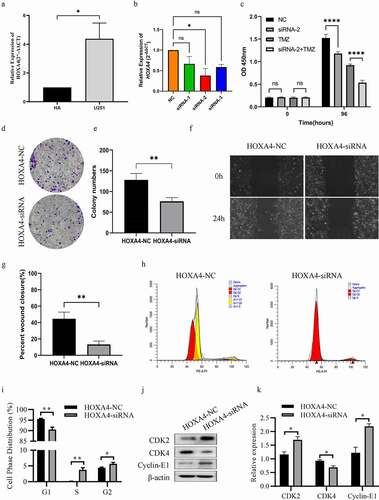 Figure 8. Downregulation of HOXA4 could inhibit the malignant phenotypes of U251 cells. (a) The expression levels of HOXA4 in U251 cell lines and HA were determined by RT-qPCR, (b) The interference efficiency of different si-RNA sequences for HOXA4 in U251 cell line, (c) CCK8 assays in U251 cells with si-RNA2 or NC treated with 40 μM TMZ, (d) Clone formation results of U251 cell lines transfected with si-RNA2 or NC, (e) Analysis of clone formation results, (f) Wound healing assay results U251 cell lines transfected with si-RNA2 or NC, (g) Analysis of wound healing assay results. (h) Flow cytometry results of cell cycle of U251 cell in different groups. (i) The distribution of cell phases in U251 cells of both groups. (j) The expression of cell cycle related proteins in siRNA treated cells. (k) Analysis of protein expressions in western blotting assay. ****P < 0.0001, ***P < 0.001, **P < 0.01, *P < 0.05.