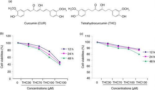 Fig. 1 Inhibitory effects of THC on cell proliferation in human breast carcinoma MCF-7 cells. (a) Chemical structures of THC and its parent curcumin (CUR), (b) antiproliferative effects of THC against MCF-7 cells, and (c) normal mammary epithelial cell H184B5F5/M10 cells. MCF-7 cells were treated with or without different concentrations of THC (0, 30, 70, 100, and 130 µM) for 12, 24, and 48 h, respectively, and then the cell viability was assessed by MTT assay. Results are mean values±SD of three independent experiments. *p<0.05 and **p<0.01 indicate statistically significant difference versus control group.
