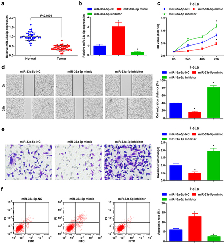 Figure 3. MiR-33a-5p is depleted in CC tissues, and miR-33a-5p elevation hinders HeLa cell growth and tumorigenesis whereas reduced miR-33a-5p has the opposite impacts on CC cells. (a), miR-33a-5p expression in CC tissues and normal tissues (n = 45) was detected by RT-qPCR; (b), miR-33a-5p expression after transfection with miR-33a-5p mimic or miR-33a-5p inhibitor was examined by RT-qPCR; (c), cell proliferation after transfection with miR-33a-5p mimic or miR-33a-5p inhibitor was assessed by CCK-8 assay; (d), cell migration after transfection with miR-33a-5p mimic or miR-33a-5p inhibitor was detected by scratch test; (e), cell invasion after transfection with miR-33a-5p mimic or miR-33a-5p inhibitor was determined by Transwell assay; (f), cell apoptosis after transfection with miR-33a-5p mimic or miR-33a-5p inhibitor was assessed by flow cytometry. The data in the figure were all measurement data, and the values were represented by mean ± standard deviation, the t-test was used for the comparison between two groups, ANOVA was adopted for the comparison among multiple groups and Tukey’s post hoc test was used for pairwise comparisons after ANOVA; * P < 0.05 vs. the miR-33a-5p NC group. the cell experiment was repeated at least three times independently.