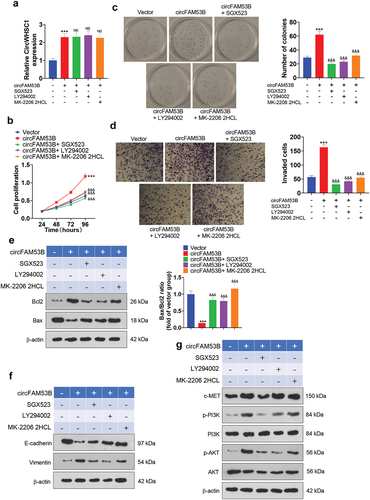 Figure 8. Impacts of inactivating the c-MET/PI3K/AKT pathway expression on the oncogenic effect of circFAM53B.