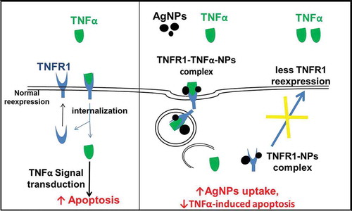 Figure 6. Molecular mechanism explaining why the cellular uptake of AgNPs increases in the presence of TNFα, and how the AgNPs reduce the apoptosis induced by TNFα.