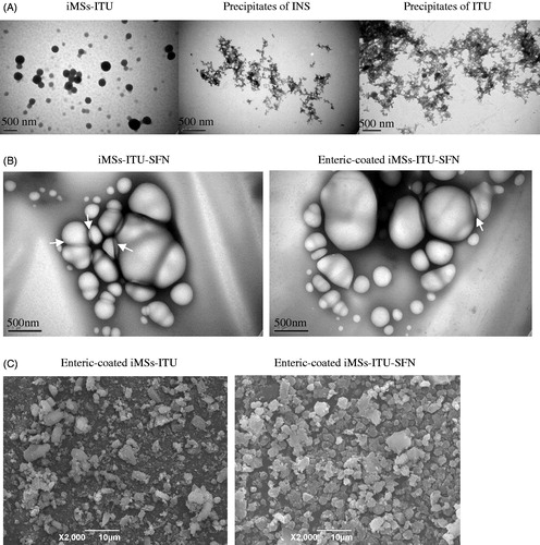 Figure 4. Images of iMSs. (A): The iMSs-ITU without enteric-coating by Acryl-Eze was observed by TEM. The iMSs-ITU without enteric-coating by Acryl-Eze was spherical particles, while the INS alone or ITU alone was irregular polymer. (B): TEM images of iMSs-ITU-SFN (1:1) without (left panel) or with (right panel) enteric-coating by Acryl-Eze. Most of iMSs-ITU-SFN were spherical vesicles, and some vesicles were adhered together (indicated by white arrows). (C): SEM images of enteric-coated iMSs-ITU and iMSs-ITU-SFN. Both of the enteric-coated iMSs-ITU and iMSs-ITU-SFN were spherical microparticles.