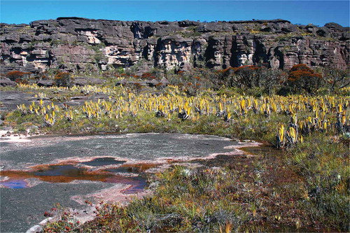 Figure 25. Near the summit area of the Eruoda tepui, north-east of the Chimautá massif, Guyana Highlands where Nogué et al. (Citation2009) prepared a pollen sequence covering the last 13,000 years. Photo: Sandra Nogué-Bosch.