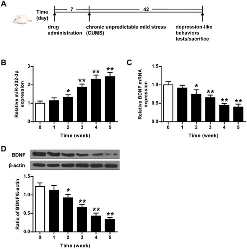 Figure 1 CUMS-induced expression of miR-202-3p and BDNF in rat hippocampus. (A) The specific flow chart of the experiment. (B) CUMS-induced mRNA expression of miR-202-3p in rat hippocampus. (C) CUMS-induced hippocampus in rat mRNA expression level of BDNF. (D) CUMS-induced protein levels of BDNF in rat hippocampus. β-Actin was used as an internal control. *P < 0.05, **P < 0.01 compared with 0 group.