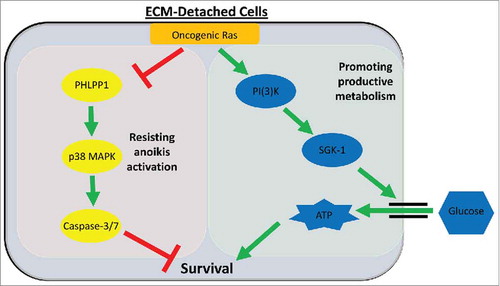Figure 1. Oncogenic Ras promotes productive metabolism and blocks anoikis via divergent downstream effectors. During ECM-detachment, cells harboring oncogenic Ras mutations signal via a PI(3)K/SGK1-mediated pathway to increase glucose uptake, ATP generation, and survival (right, green box). Simultaneously, oncogenic Ras diminishes PHLPP1 levels to overcome p38 MAPK-mediated anoikis activation (left, red box).