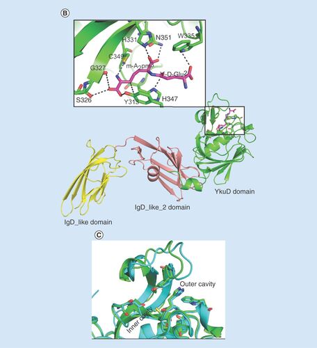 Figure 4. LdtMav2 crystal structure with peptidoglycan fragment and reaction with tebipenem. (A) Proposed mechanism of acylation of LdtMav2 by tebipenem. (B) Model of LdtMav2 with different domains, Ig-like domain (yellow), Ig-like_2 domain (salmon) and YkuD domain (green). The inset picture shows the active site of LdtMav2 with peptidoglycan substrate fragment γ-D-Glu-m-A2pm dipeptide (pink) showing interactions with different residues. (C) Superposition of active site of LdtMav2 (green) with LdtMt2 (cyan).