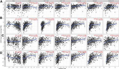 Figure 6 Associations between SELENOP expression and tumor immune infiltration. (A) Correlation analysis between expression levels of SELENOP and immune cell infiltration in KIRC. (B) and in LGG. (C) and in LUAD. (D) and in SKCM.