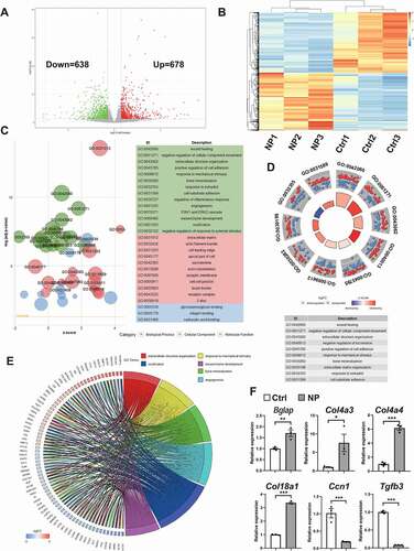 Figure 3. Transcriptomic analysis of rat MSCs undergoing NP-induced osteoblast differentiation. (A) Volcano map of the RNA-seq data of MSCs in the control versus NP (−200 mmHg treatment for 48 h) groups calculated by DESeq2 (n = 3 in each). (B) Heatmap of differentially expressed genes (DEGs) for MSCs in the Control versus NP groups (n = 3 in each). (C) GOBubble plot of GO enrichment analysis of the DEGs. (D) GOCircle plot of GO enrichment analysis of the DEGs. (E) GOChord plot of GO enrichment analysis, displaying of the relationship between genes and the following terms: “extracellular structure organization”, “response to mechanical stimulus”, “bone mineralization”, “angiogenesis”, “ossification”, and “mesenchyme development”. (F) Verification of DEGs (Bglap, Col4a3, Col4a4, Col18a1. Ccn1 and Tgfb3) in MSCs from the control and NP groups measured by quantitative RT-PCR (n = 3 in each, relative to Gapdh). Data were presented as mean ± SEM. *P < 0.05 versus the control; **P < 0.01 versus the control; ***P < 0.001 versus control tested by unpaired Student’s t test.