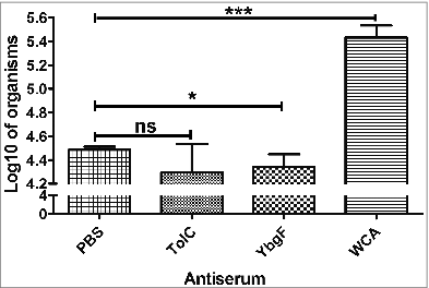 Figure 6. Neutralization of R. rickettsii by sera from mice immunized with various antigens. Purified R. rickettsii were incubated with sera from mice immunized with rYbgF, rTolC, WCA, or PBS for 60 min. Rickettsiae treated with these sera were then inoculated into EA.hy 926 cells. The total amount of R. rickettsii in host cells was determined by qPCR. Values are presented as the mean with standard deviations (n = 3). The statistically significant differences between anti-PBS immune serum and other immune serum groups were analyzed using the T test or Wilcoxon Two-Sample Test based on their normality and equality of variances and are indicated as follows: *, P < 0.05; ***, P < 0.001; ns, no significance.