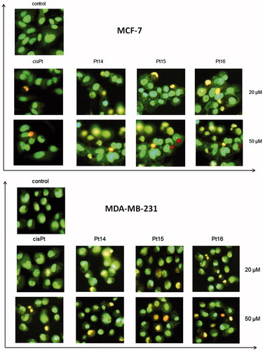 Figure 7. Induction of apoptosis in MCF-7 and MDA-MB-231 breast cancer cells treated for 24 h with 20 μM and 50 μM of Pt14–Pt16 and cisplatin evaluated by a fluorescent microscopy assay after acridine orange and ethidium bromide staining. Mean percent ± SD from three independent experiments are presented. Apoptotic and necrotic cells were differentiated according to the criteria described in Results.