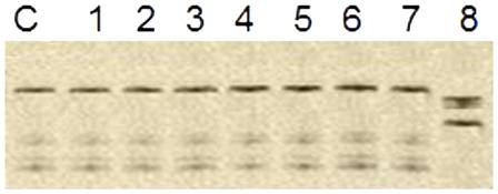 Figure 1. SSCP of CEBPA gene (P1): C, normal control. Lanes 1–8: samples from eight different AML patients. Lane 8 represent homozygous mutant CEBPA (mobility shift). Lanes 1–7 represent WT CEBPA.