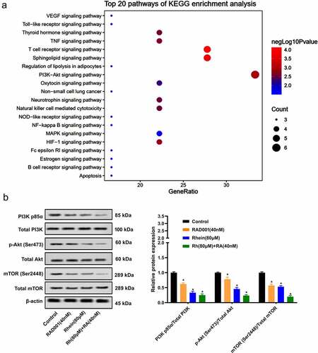 Figure 4. Synergistic inhibition impacts of Rhein and RAD001 on PI3K/AKT/mTOR pathway. A. KEGG pathway enrichment analysis associated with the target polygonum multiflorum. B. The effect of Rhein and RAD001 combination on PI3K/AKT/mTOR pathway proteins expressions was measured using Western blotting. *p < 0.05.