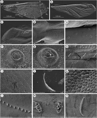 Figure 17. SEM of fore wings of alate viviparous female of S. yushanensis: (a) general view of the ventral side of fore wing with convex media (M1, M2), concave cubital veins (Cu1a, Cu1b) and visible claval fold (arrow), (b) general view of dorsal side of fore wing with concave media and convex cubital veins, (c) distal part of pterostigma and radial sector, (d, e) numerous campaniform sensilla near to the wing articulation, (f, g) ultrastructure of campaniform sensilla, (h) campaniform sensilla along inner side of Sc+R + M+ Cu (arrows), (i) scale-like elements on wing membrane on the inner surface, (j) ultrastructure of scale-like element, (k) scale like elements on the outer surface, (l) ruffled structures forming convex veins, (m) ultrastructure of the ruffled structures, (n) ultrastructure of scale-like element and membrane covered by wax secretion.