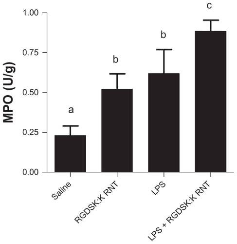 Figure 4 Myeloperoxidase assay in bronchoalveolar lavage fluid. A significant increase in myeloperoxidase was observed in all treatment groups compared with saline controls. Mice treated with K90/RGDSKCitation10 rosette nanotubes and lipopolysaccharide showed significant higher myeloperoxidase activity in bronchoalveolar lavage fluid than the lipopolysaccharide group.